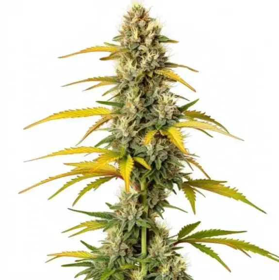 GMO | BLIMBURN SEEDS | PHOTOPERIOD CANNABIS SEEDS FEMALE