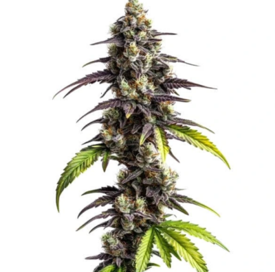 GHOST TRAIN HAZE | BLIMBURN SEEDS | PHOTOPERIOD CANNABIS SEEDS FEMALE