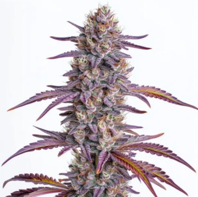 GLOOKIES | BLIMBURN SEEDS | PHOTOPERIOD CANNABIS SEEDS FEMALE