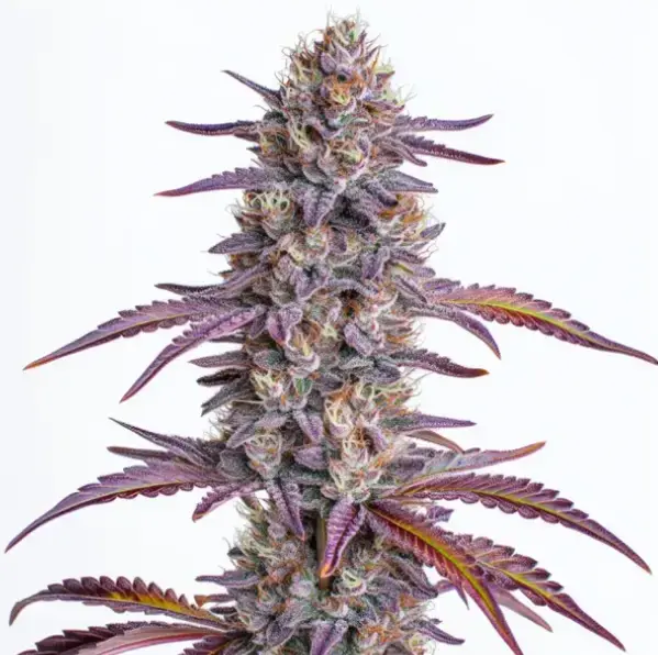 GLOOKIES | BLIMBURN SEEDS | PHOTOPERIOD CANNABIS SEEDS FEMALE
