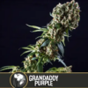 GRANDDADDY PURPLE | BLIMBURN SEEDS | PHOTOPERIOD CANNABIS SEEDS FEMALE - Image 3