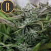 GRANDDADDY PURPLE | BLIMBURN SEEDS | PHOTOPERIOD CANNABIS SEEDS FEMALE - Image 2