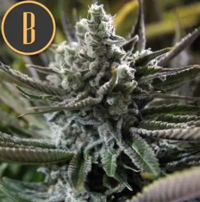 GRANDDADDY PURPLE | BLIMBURN SEEDS | PHOTOPERIOD CANNABIS SEEDS FEMALE