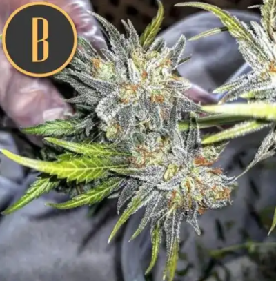 GREEN CRACK | BLIMBURN SEEDS | PHOTOPERIOD CANNABIS SEEDS FEMALE