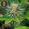 GREEN CRACK | BLIMBURN SEEDS | PHOTOPERIOD CANNABIS SEEDS FEMALE - Image 2