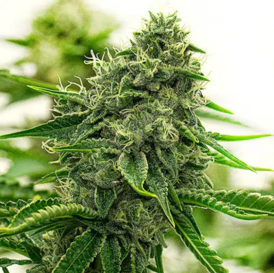 HIPPO HIGH | BLIMBURN SEEDS | PHOTOPERIOD CANNABIS SEEDS FEMALE