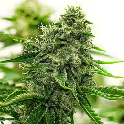 Hippo High cannabis image