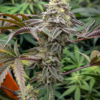 JEDI JUICE | ELEV8 SEEDS | PHOTOPERIOD CANNABIS SEEDS FEMALE 6 PACK - Image 2