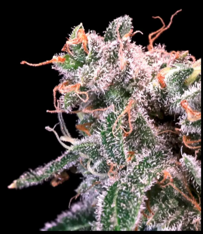 KOMBUCHA CREAM | ATLAS SEEDS | PHOTOPERIOD CANNABIS SEEDS FEMALE 3/5/10 packs