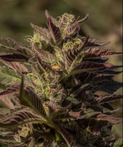 LA JEFA | ATLAS SEEDS | PHOTOPERIOD FEMALE CANNABIS SEEDS