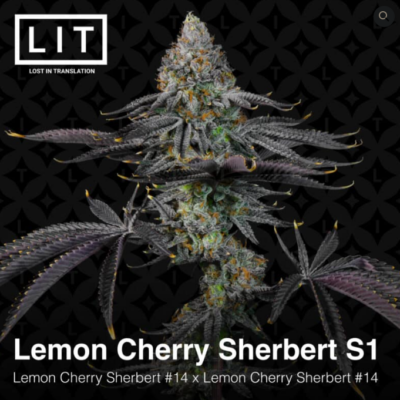 Lemon Cherry Sherbert