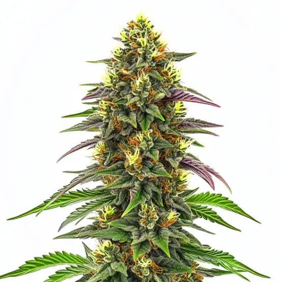 Maui Waui cannabis image