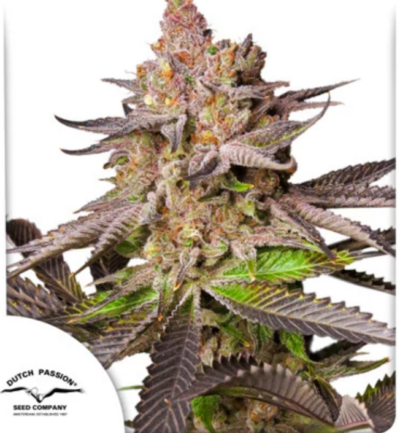 MELONADE RUNTZ | DUTCH PASSION SEEDS | PHOTOPERIOD CANNABIS SEEDS FEMALE