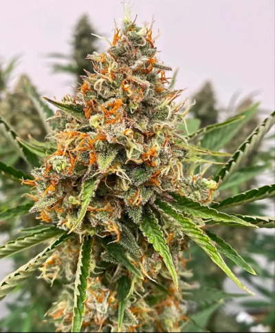 MENDO BUTTER | ATLAS SEEDS | PHOTOPERIOD FEMALE CANNABIS SEEDS