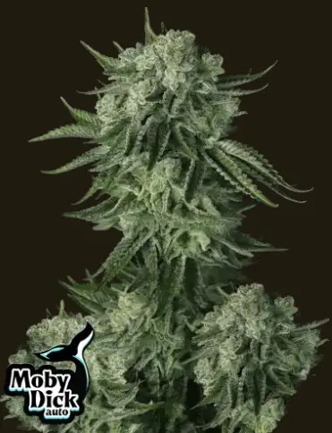 Moby Dick cannabis image