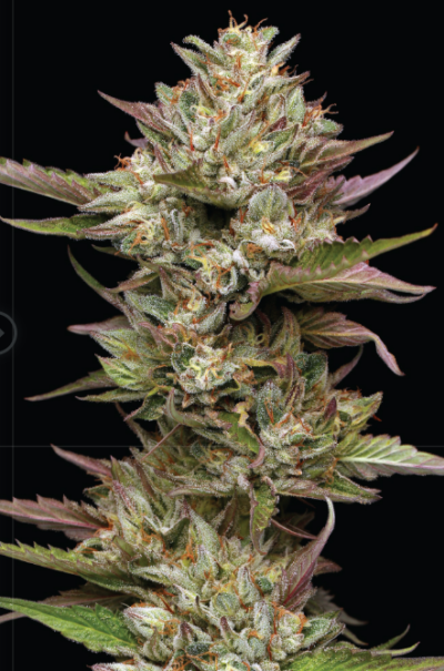 MOON FOG | HUMBOLDT SEED CO | PHOTOPERIOD CANNABIS SEEDS FEMALE 3/5/10 PACKS