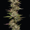 MOON FOG | HUMBOLDT SEED CO | PHOTOPERIOD CANNABIS SEEDS FEMALE 3/5/10 PACKS - Image 2