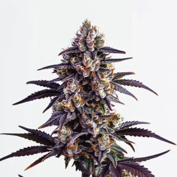 MOTOR BREATH | BLIMBURN SEEDS | PHOTOPERIOD CANNABIS SEEDS FEMALE