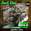 NERDS ROPE SN 1 | ELEV8 SEEDS | PHOTOPERIOD CANNABIS SEEDS FEMALE 6 PACK - Image 2