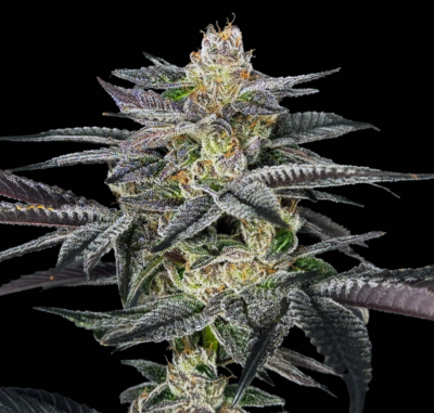 NERDS ROPE SN 1 | ELEV8 SEEDS | PHOTOPERIOD CANNABIS SEEDS FEMALE 6 PACK