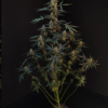 NORTHERN LIGHTS | FAST BUDS | AUTOFLOWER CANNABIS SEEDS FEMALE - Image 3