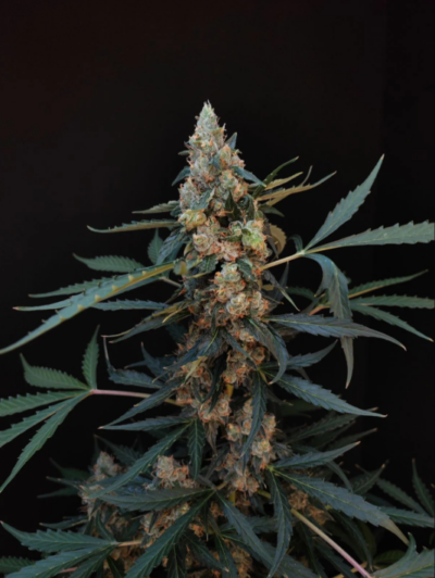 NORTHERN LIGHTS | FAST BUDS | AUTOFLOWER CANNABIS SEEDS FEMALE