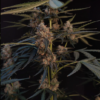 NORTHERN LIGHTS | FAST BUDS | AUTOFLOWER CANNABIS SEEDS FEMALE - Image 2