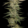 OG TRIPLOID | HUMBOLDT SEED CO | AUTOFLOWER CANNABIS SEEDS FEMALE 3/5 PACKS - Image 2