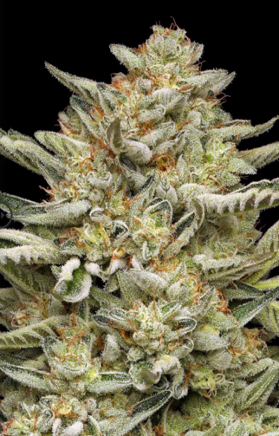 OG TRIPLOID | HUMBOLDT SEED CO | AUTOFLOWER CANNABIS SEEDS FEMALE 3/5 PACKS