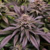 ORANGE BUD 2.0 | DUTCH PASSION SEEDS | PHOTOPERIOD CANNABIS SEEDS FEMALE - Image 2