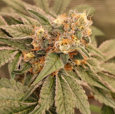 ORANGE BUD 2.0 | DUTCH PASSION SEEDS | PHOTOPERIOD CANNABIS SEEDS FEMALE