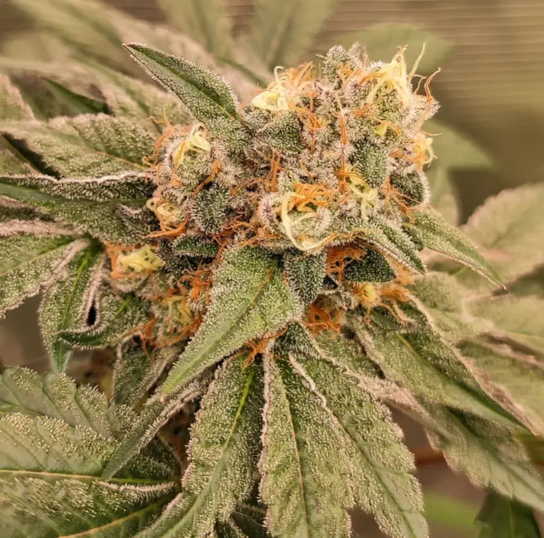 Orange Bud 2.0 by Dutch Passion
