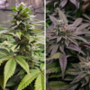 ORANGE BUD 2.0 | DUTCH PASSION SEEDS | PHOTOPERIOD CANNABIS SEEDS FEMALE - Image 3