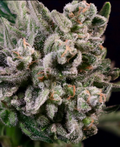 PEANUT BUTTER BREATH | ATLAS SEEDS | PHOTOPERIOD FEMALE CANNABIS SEEDS