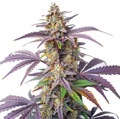 PEANUT BUTTER BREATH | BLIMBURN SEEDS | PHOTOPERIOD CANNABIS SEEDS FEMALE