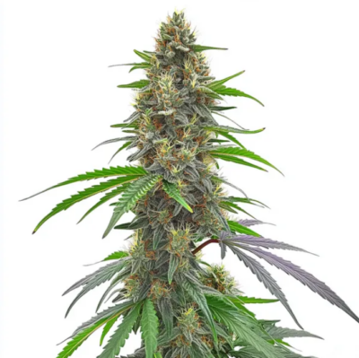 PERMANENT MARKER | BLIMBURN SEEDS | PHOTOPERIOD CANNABIS SEEDS FEMALE