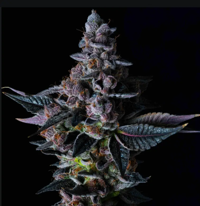 Permanent pounder image