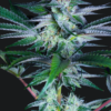 PERMANENT POUNDER | ELEV8 SEEDS | PHOTOPERIOD CANNABIS SEEDS FEMALE 6 PACK - Image 3