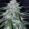 PINEAPPLE EXPRESS | FAST BUDS | AUTOFLOWER CANNABIS SEEDS FEMALE - Image 2