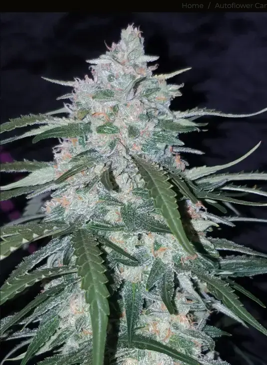 Pineapple Express cannabis image