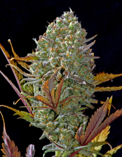 PINEAPPLE EXPRESS | FAST BUDS | AUTOFLOWER CANNABIS SEEDS FEMALE