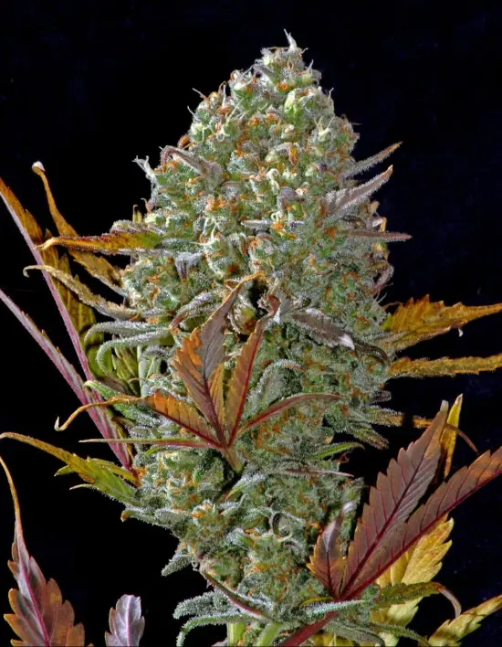Pineapple Express cannabis image
