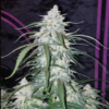 PINEAPPLE EXPRESS | FAST BUDS | AUTOFLOWER CANNABIS SEEDS FEMALE - Image 3