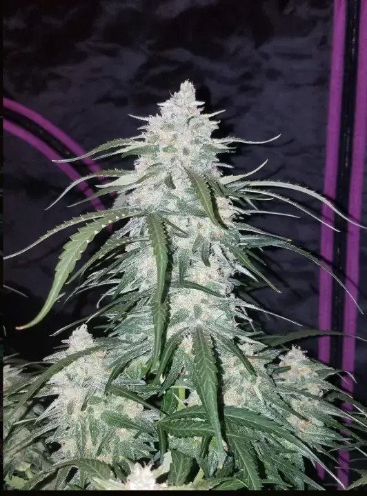 Pineapple Express cannabis image