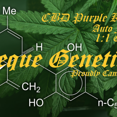 Aeque Genetics logo
