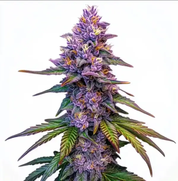 PURPLE LEMONADE | BLIMBURN SEEDS | AUTOFLOWER CANNABIS SEEDS FEMALE