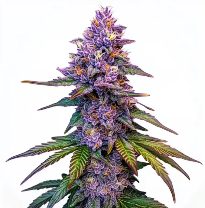 Purple Lemonade cannabis image