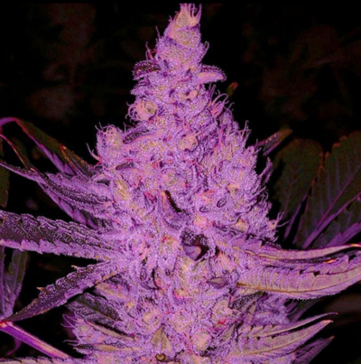 PURPLE MAJIK R1 | ETHOS GENETICS | PHOTOPERIOD CANNABIS SEEDS FEMALE