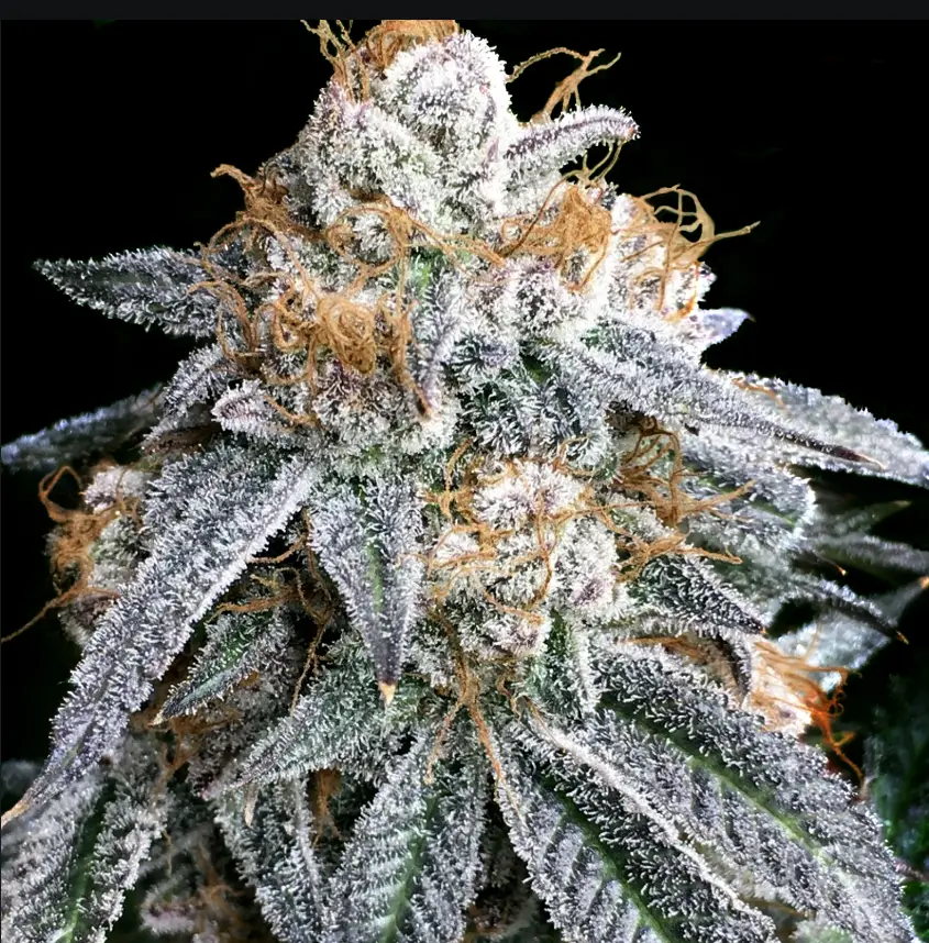 Purple variety pack image