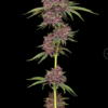 PURPZ | HUMBOLDT SEED CO | PHOTOPERIOD CANNABIS SEEDS FEMALE 3/5/10 PACKS - Image 2